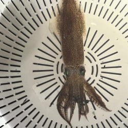 まだ行けるヒイカ釣り!!