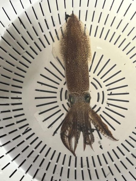 まだ行けるヒイカ釣り!!