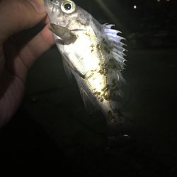 たかたかの釣日記