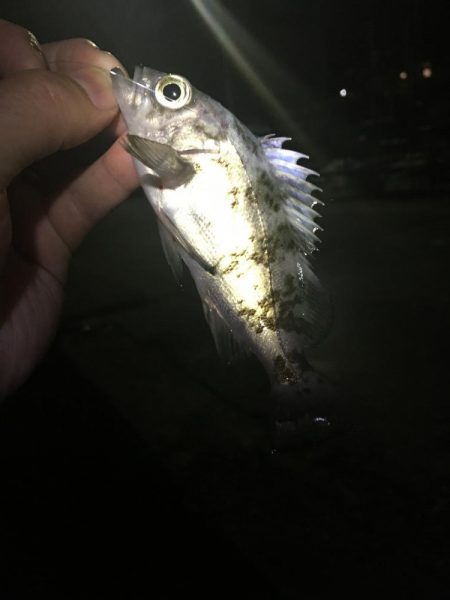 たかたかの釣日記