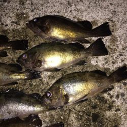 アジ・・・居ない。