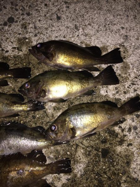 アジ・・・居ない。