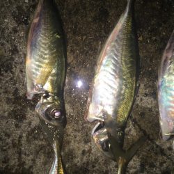 2022年釣り始めアジング