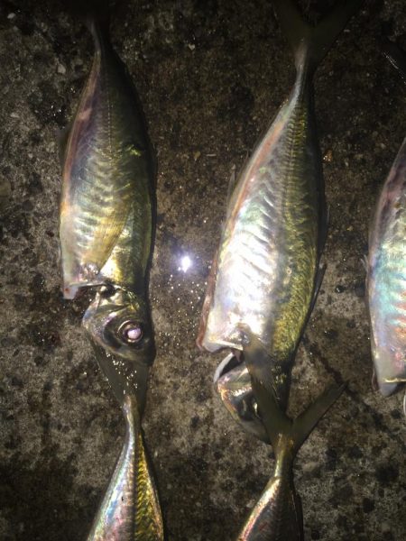 2022年釣り始めアジング