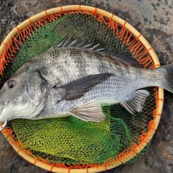 真冬のヘチ釣り