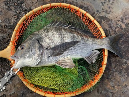 真冬のヘチ釣り