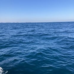 伊島近海でサワラ