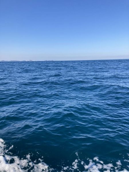 伊島近海でサワラ