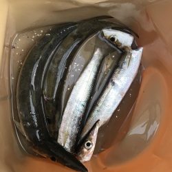 朝マズメのカマス釣り
