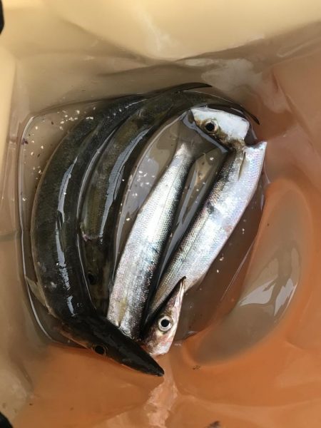 朝マズメのカマス釣り