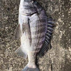 イチノ兄弟、釣果!