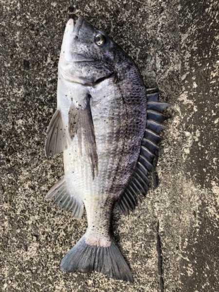 イチノ兄弟、釣果！