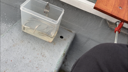 入鹿池でワカサギ釣り