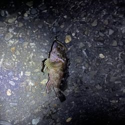 夜の前打ち　ガシラのみ