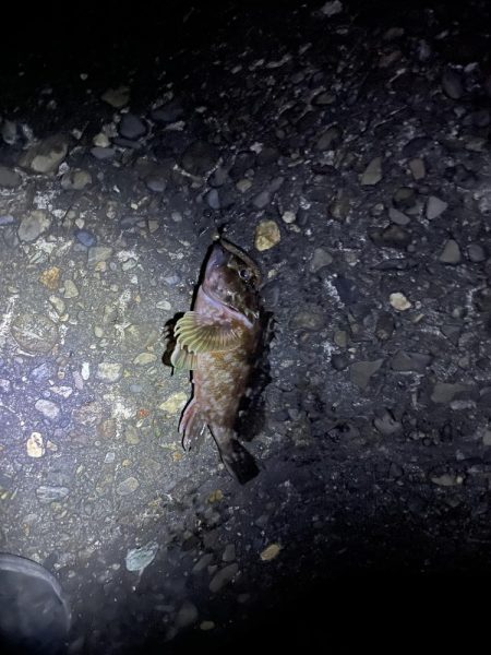 夜の前打ち　ガシラのみ