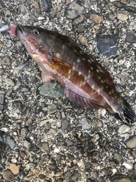 ライトワインドでガシラGET