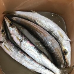 朝マズメのカマス釣り