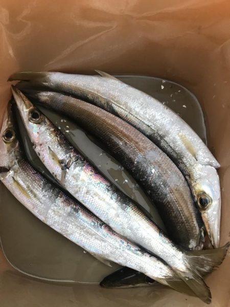 朝マズメのカマス釣り