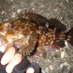 釣り始めライトゲーム