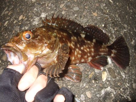 釣り始めライトゲーム