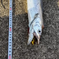 おせちの刺身ゲット！