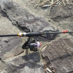 やっとドラゴンに出会えました。