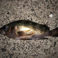 久しぶりの20cmオーバー