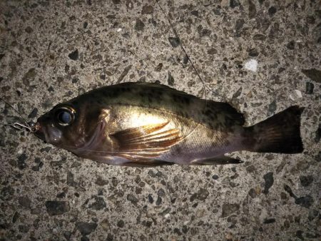 久しぶりの20cmオーバー