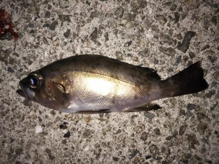 クリア レッドFlk.カラー大当たり