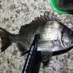 ボトムべったり