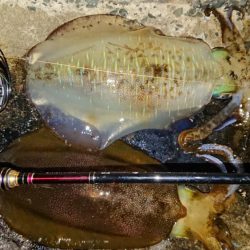 対馬エギング釣果…③
