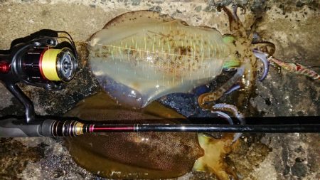 対馬エギング釣果…③