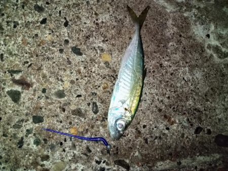 ☆年明け初釣行☆