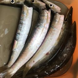 続、朝マズメのカマス釣り