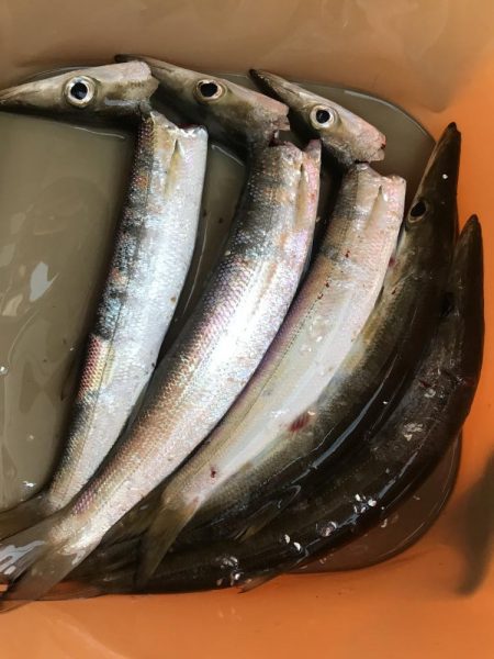 続、朝マズメのカマス釣り