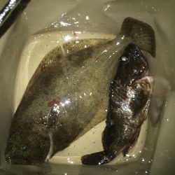 ライトワインドでヒラメGET