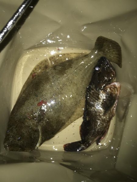 ライトワインドでヒラメGET