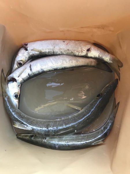 朝マズメのカマス釣り