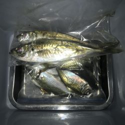 夕マズメのフロートアジング