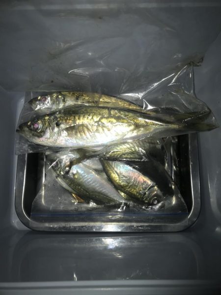 夕マズメのフロートアジング