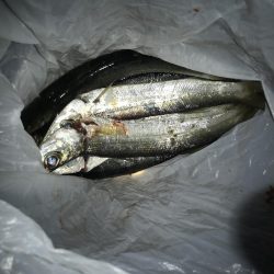 朝マズメのカマス釣り