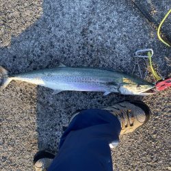 サワラサイズ狙い！