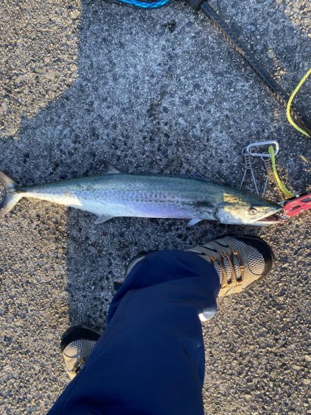 サワラサイズ狙い！