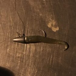 タケノコメバル初めて