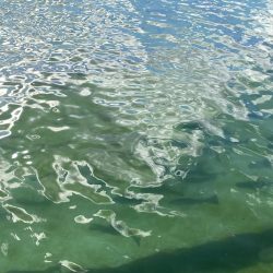 亀岡市　かめプー今年の初日