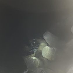 2022年 初アオリイカ!!GET!!