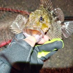 2022/01/02 南港ライトゲーム釣行