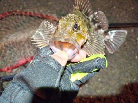 2022/01/02 南港ライトゲーム釣行