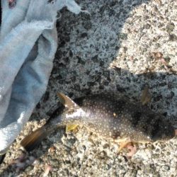 フカセ‥最高ですネ・・風強・・