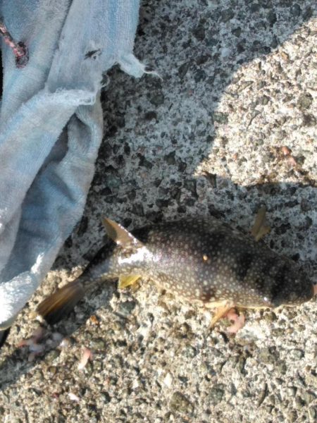 フカセ‥最高ですネ・・風強・・